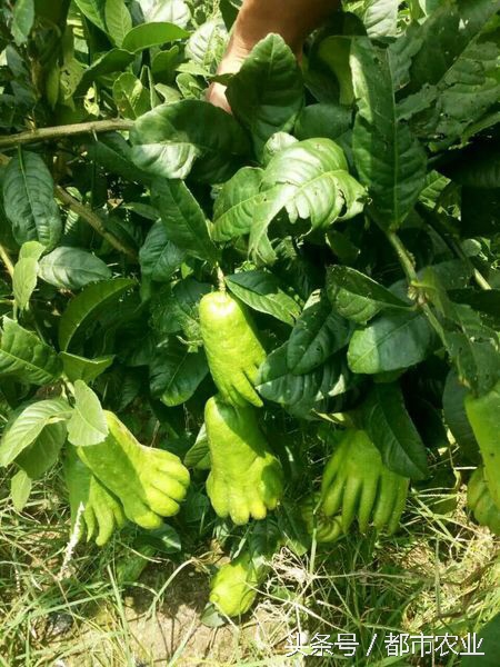 佛祖祝福之瓜——佛手瓜