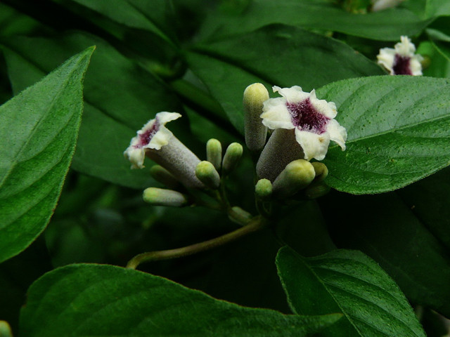 鸡屎藤名字的由来,鸡屎藤寓意