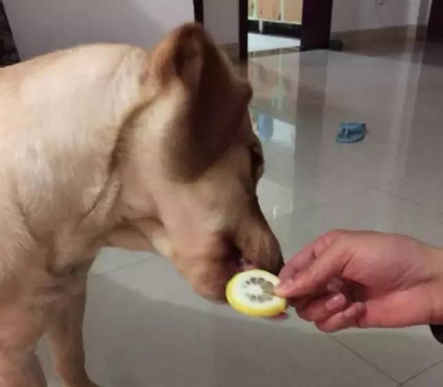 狗狗被主人吃柠檬,强迫狗狗吃柠檬了会怎样