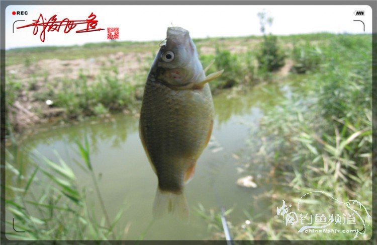 户外野钓小河沟七星鱼,鲫鱼野钓小河沟