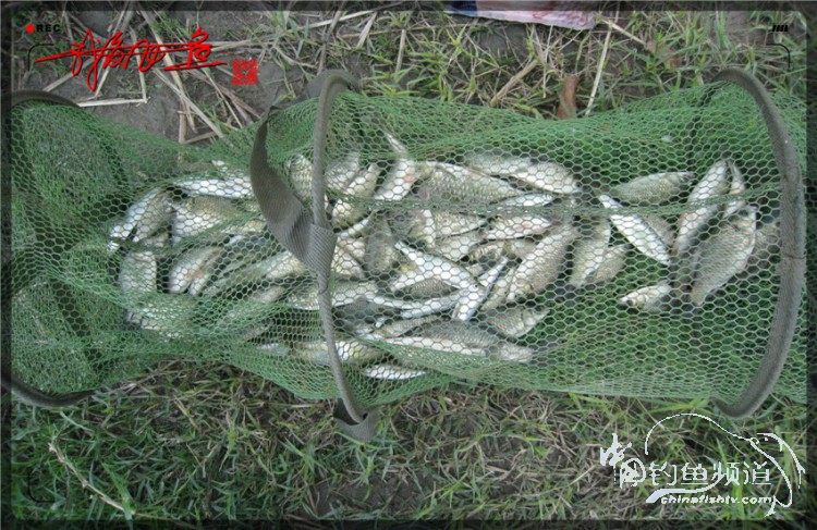 户外野钓小河沟七星鱼,鲫鱼野钓小河沟