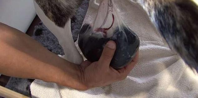 母狗第一次生宝宝，在主人的帮助下顺利生产，下一幕出现特大惊喜