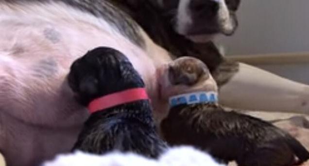 母狗第一次生宝宝，在主人的帮助下顺利生产，下一幕出现特大惊喜