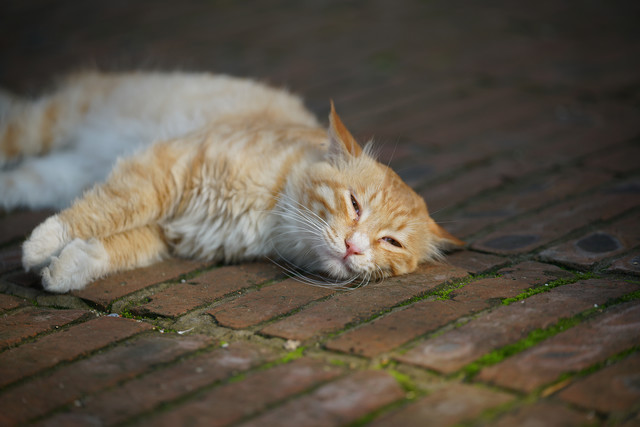 索尼fe70-200mmf4微距,索尼fe70-200mmf4goss拍多远