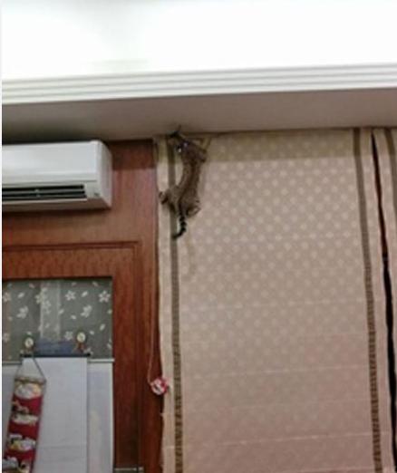 可以舔猫咪的神器,舌头仿真器