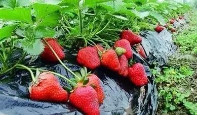 为什么奇怪的草莓是能吃的,草莓长得奇形怪状有没有营养