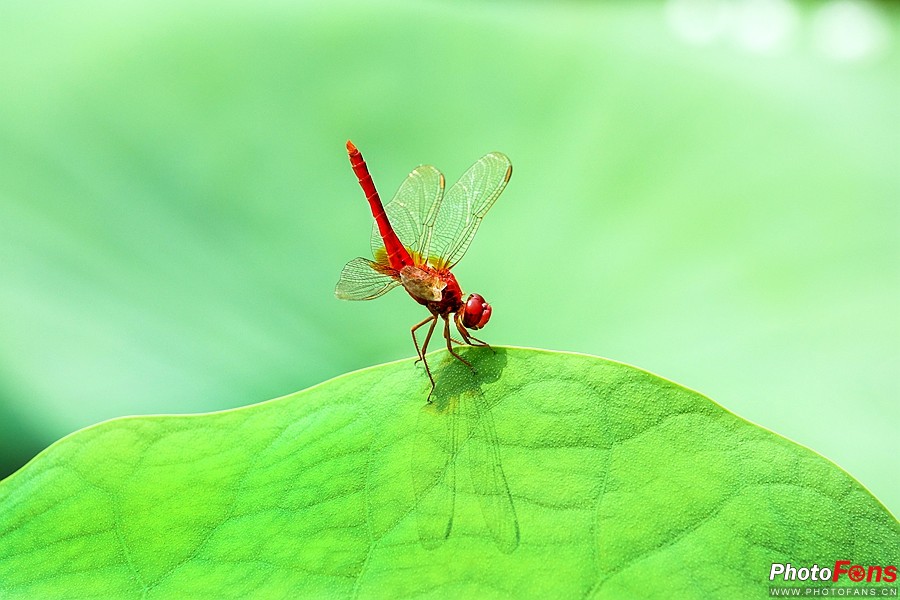 索尼黑卡长焦rx10m4技术参数,索尼超长焦黑卡rx10iii