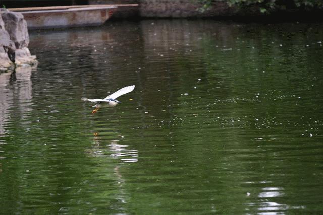 索尼fe70-200mmf4微距,索尼fe70-200mmf4goss拍多远