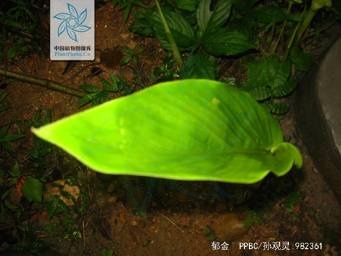 治疗月经不调最常用中药，是这种植物的根茎，不知道吧？