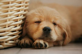 狗狗吃狗粮不积极了怎么回事,狗狗不吃狗粮怎么办小视频