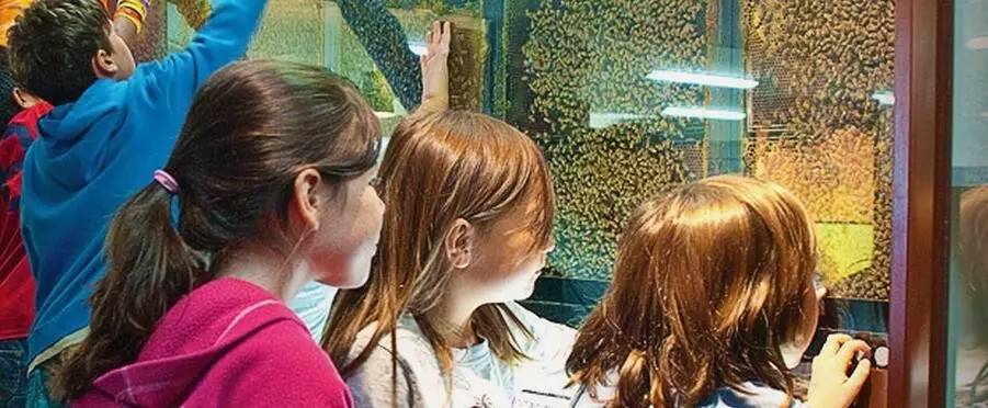 老中医蜂蜜系列,老中医秘制蜂蜜