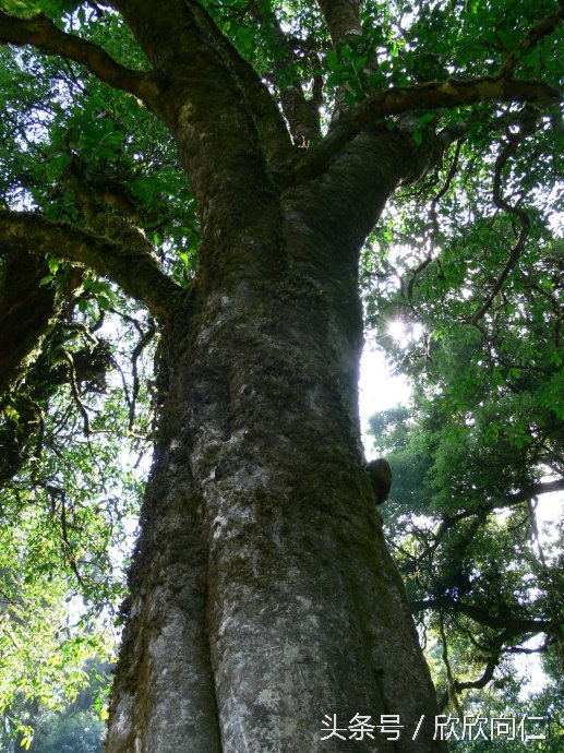 普洱茶30秒入门,普洱茶直播入门知识