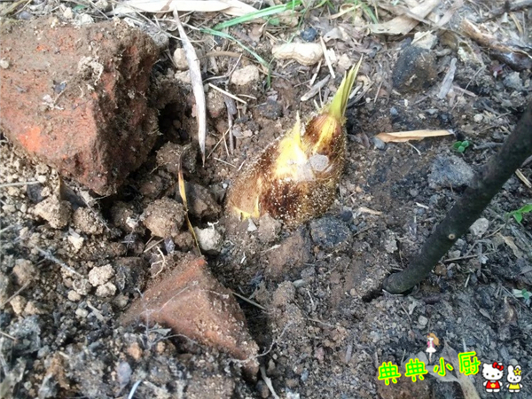 竹笋和什么肉最好吃,竹笋和莴笋烧肉怎么做好吃