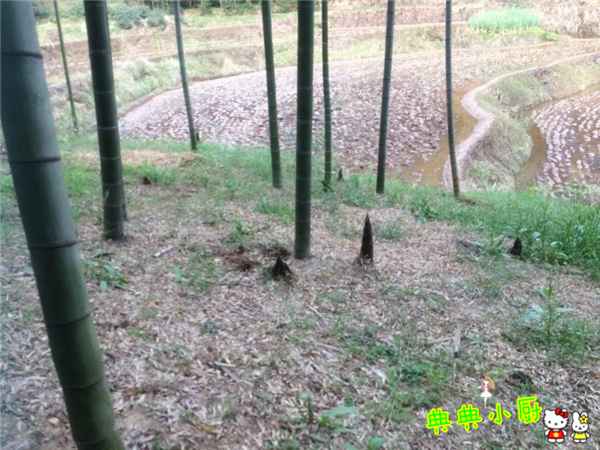 新鲜的小竹笋拿来怎么炒好吃,竹笋烧肉最好吃的做法