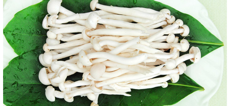 为什么自己炖的鸡汤那么油,为什么炖的鸡汤不够清