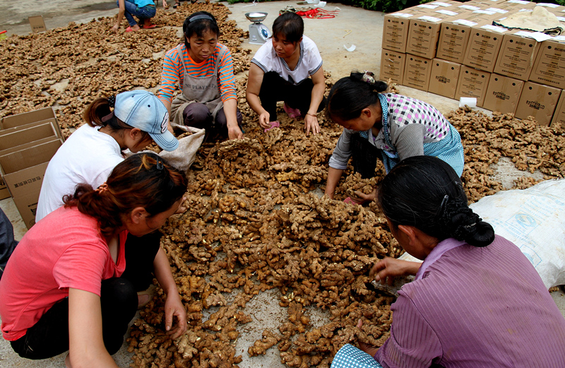 安顺市小黄姜批发价,贵州省镇宁县的小黄姜批发价