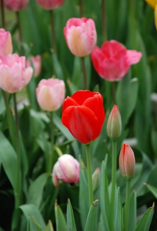 治疗月经不调最常用中药，是这种植物的根茎，不知道吧？