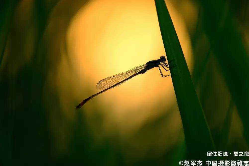 夏之恋完整版,夏之恋完整版免费阅读