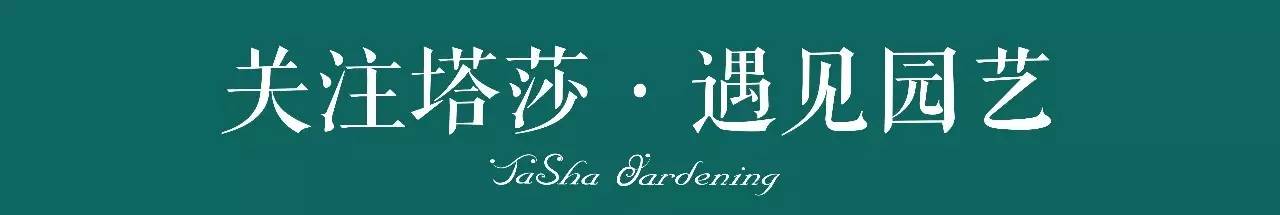 烧苗怎么挽救最好,烧苗的补救措施是