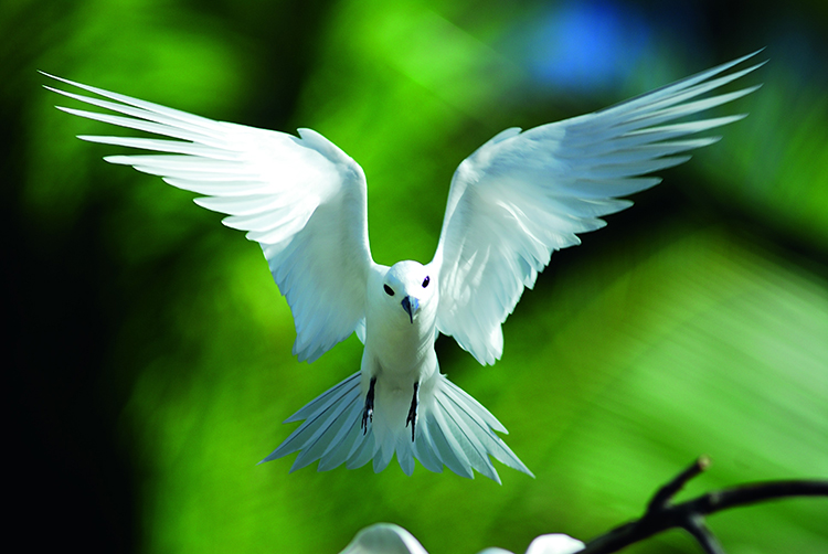 香港护照去塞舌尔免签吗,自由行塞舌尔旅游费用