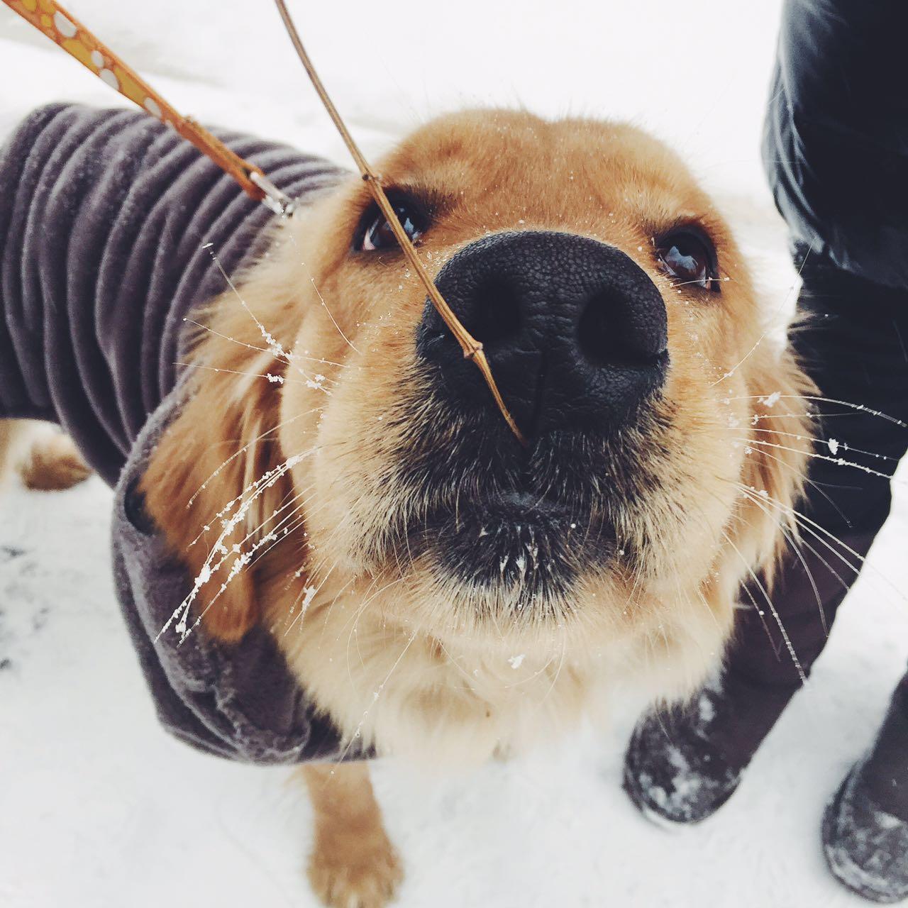 宠物大头照特效,宠物大头头像