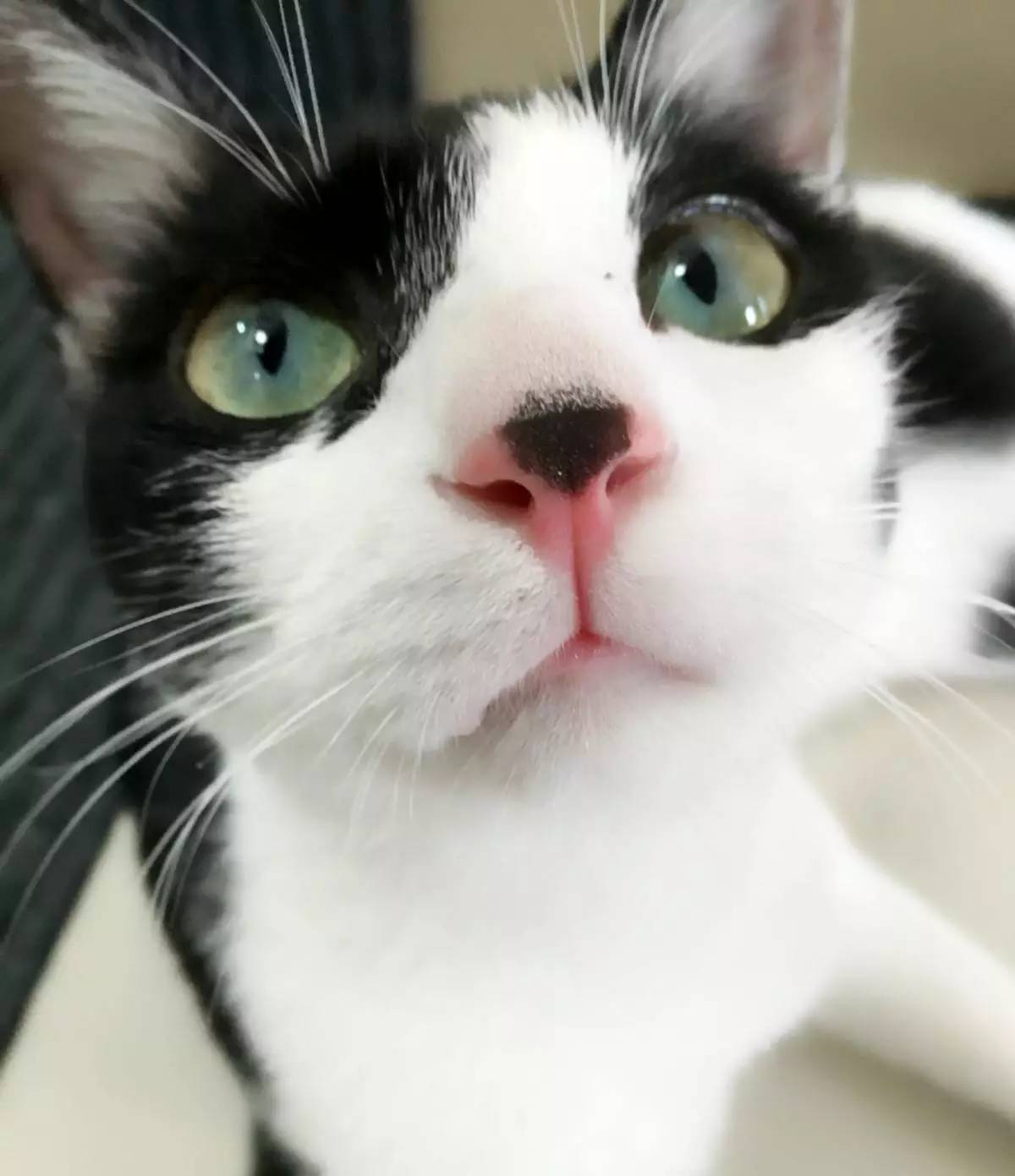 宠物大头照特效,宠物大头头像