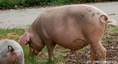 子宫内膜炎治疗方案,猪子宫内膜炎用什么药物