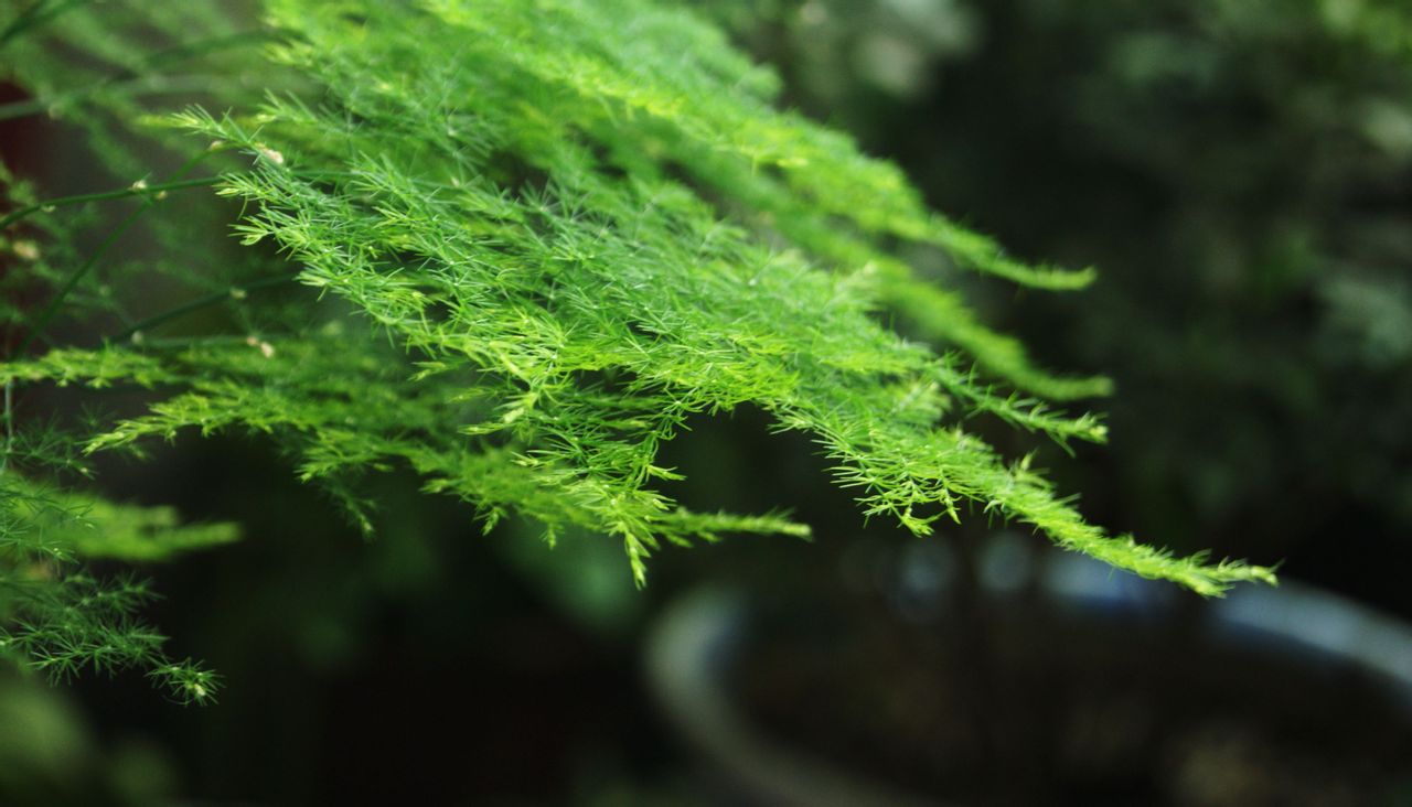 养文竹的正确方法,文竹能上土壤活化宝吗