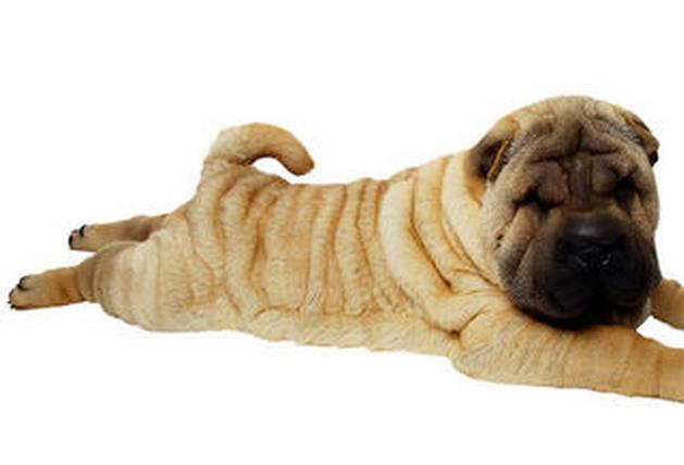 狗狗如果用臀部摩擦物体，不一定是发情，还有可能是发炎了！