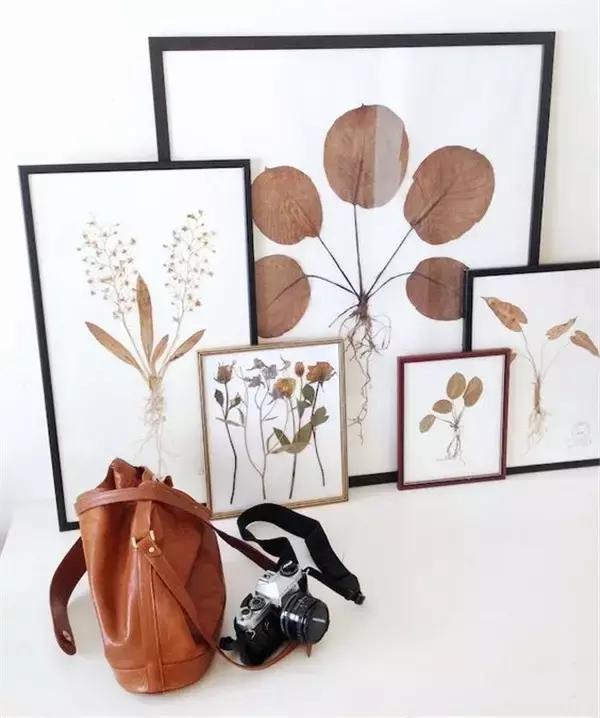 绿植盆栽都扔了,家里再穷也要丢掉的绿植