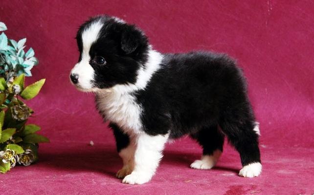 边牧可以照顾小孩吗,边牧来大姨妈如何照顾