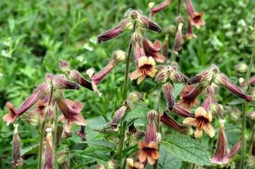 男人早泻偏方,怎样治阳痿早泄