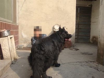 黑熊犬性格怎么样,黑熊犬性格