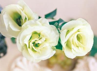 最爱文艺范|郑州最文艺的10家花店