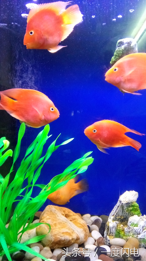 閰锋瘮max5鍙傛暟,閰锋瘮max5鎬ц兘