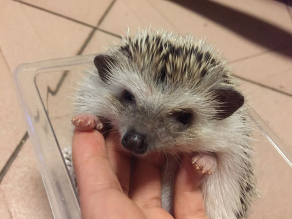 我家非洲迷你刺猬土豆的106天胖萌日记