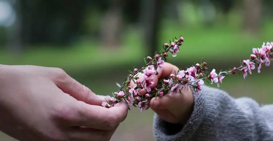 老中医蜂蜜系列,老中医生姜蜂蜜