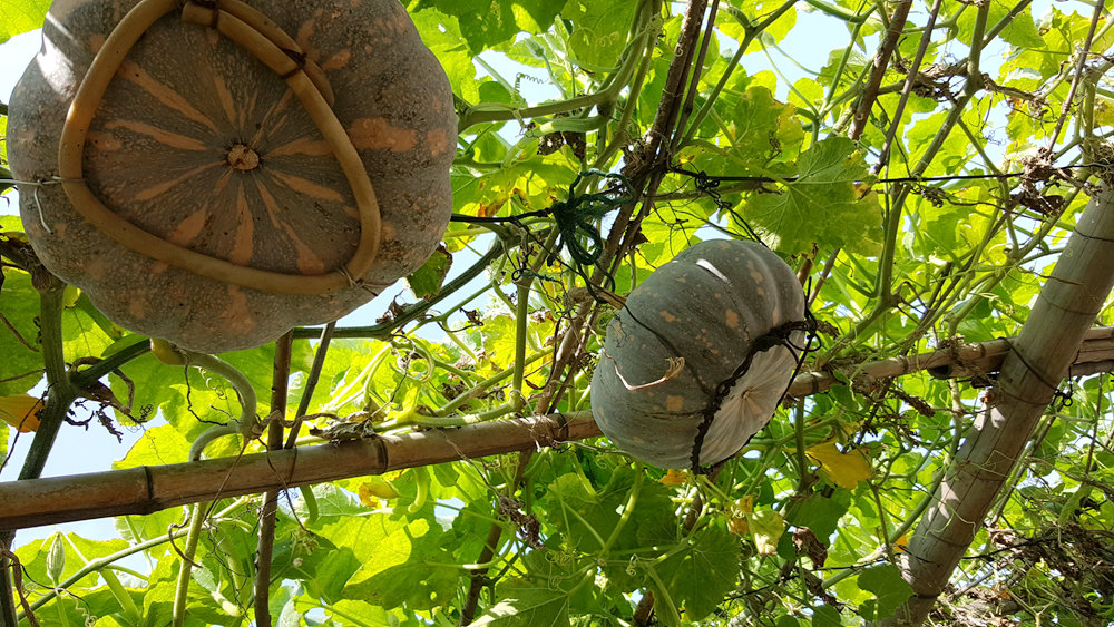 乐亭碧海渔家,乐亭碧海渔家怎么样