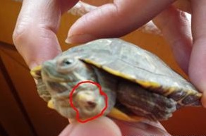 乌龟常见病的症状及防治方法,乌龟病了如何中药治疗