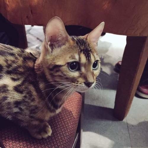 日本猫咖啡店,孟加拉猫咖啡