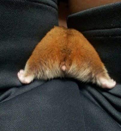 仓鼠的尾巴大大的,仓鼠的屁屁很萌