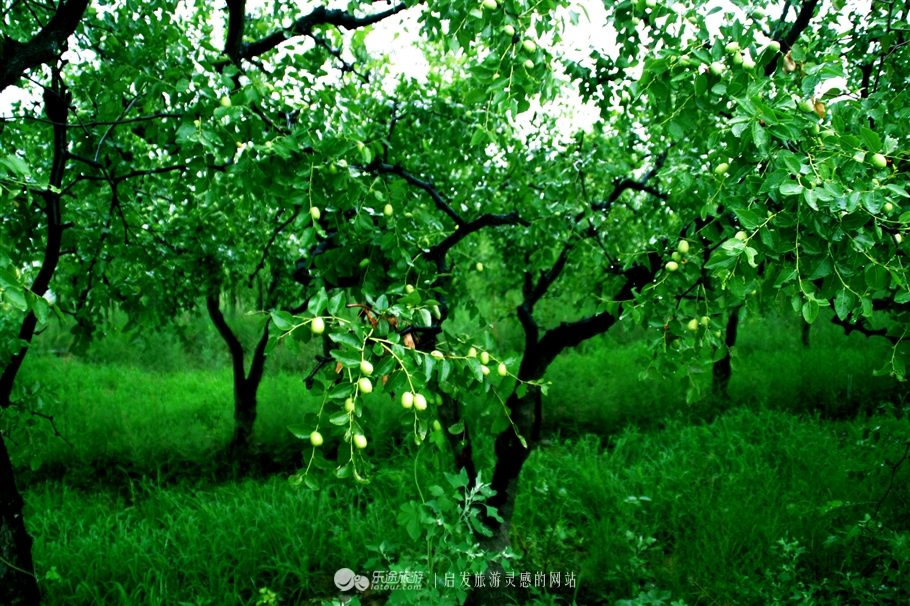 石家庄赞皇特产枣花,赞皇枣花