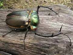 神马鬼|10万1只的奇葩昆虫宠物