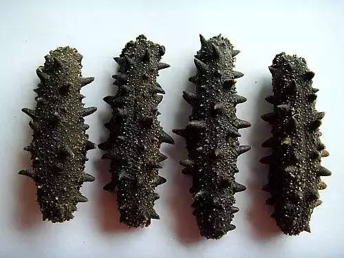 最有名的辽参,辽参真的那么好吗