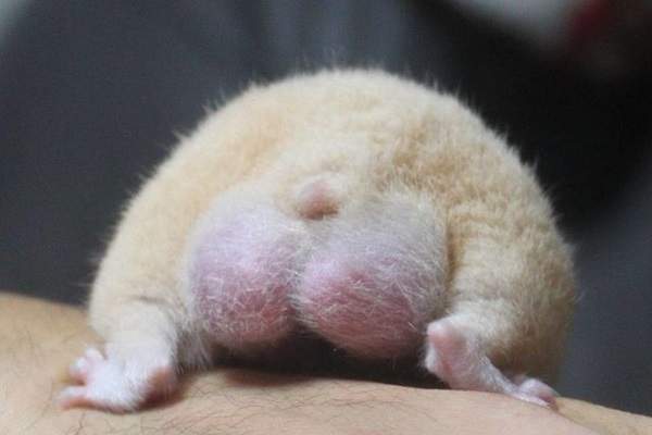 仓鼠的尾巴大大的,仓鼠的屁屁很萌