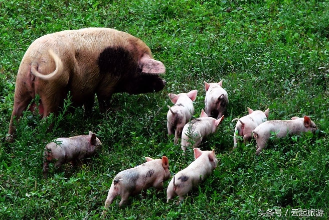 误买母猪肉怎么办,生过猪仔的母猪肉吃了有什么危害