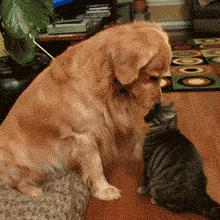 最适合12星座养的小狗狗,十二星座之星座狗