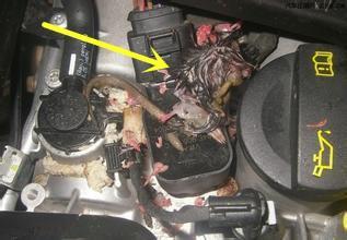 女司机车内异响维修视频,女司机车内异味怎么回事