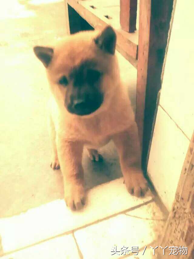 不穿鞋的原因竟然是？还好狗狗陪着你们我很放心