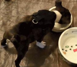 怎样选择狗狗适合的狗粮呢,怎么给狗狗选择适合的狗粮